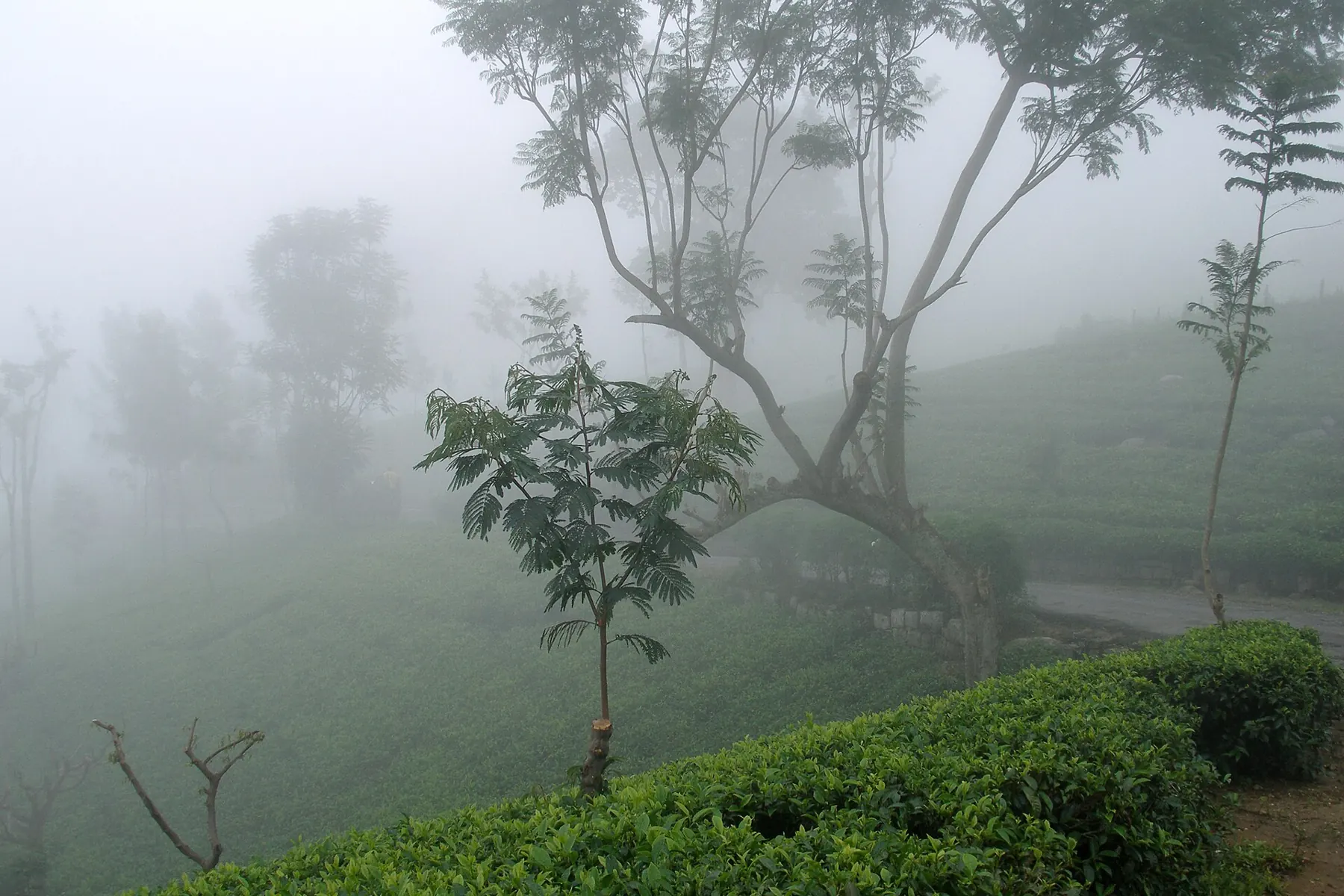 Tea bushes and slender trees on a Haputale hillside wrapped in thick fog.