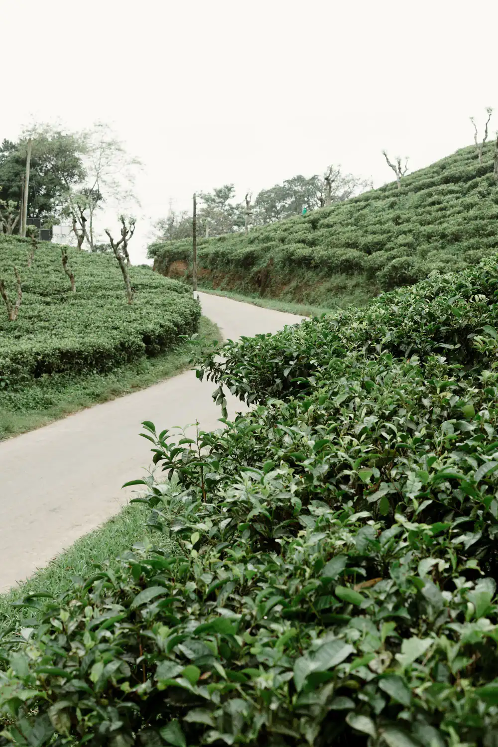 A road winding through lush green tea plantations in the hill country.