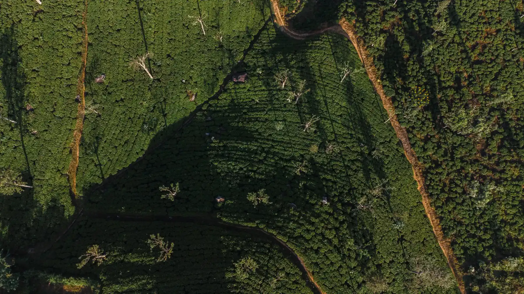 Aerial view of the patterned green terraces of tea fields near Haputale.