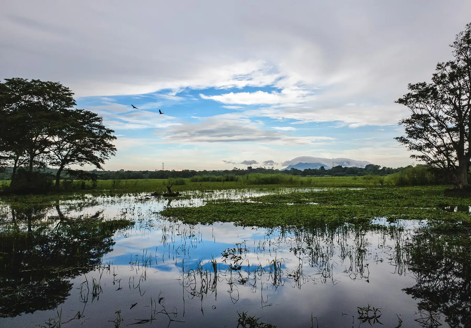 Still lake water at Habarana with reeds and floating plants, reflecting trees and a cloudy blue sky.